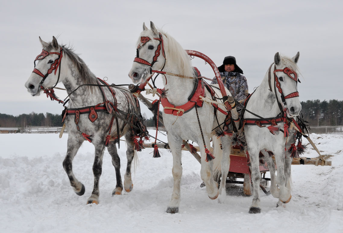 Катание на санях с лошадьми в Москве и Подмосковье